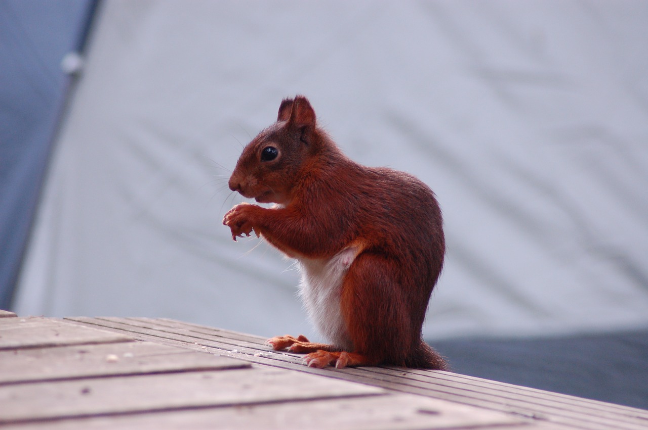 squirrel food animal free photo