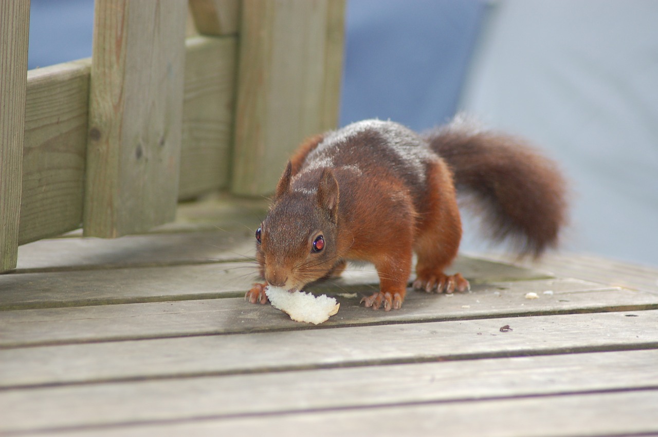 squirrel food cute free photo