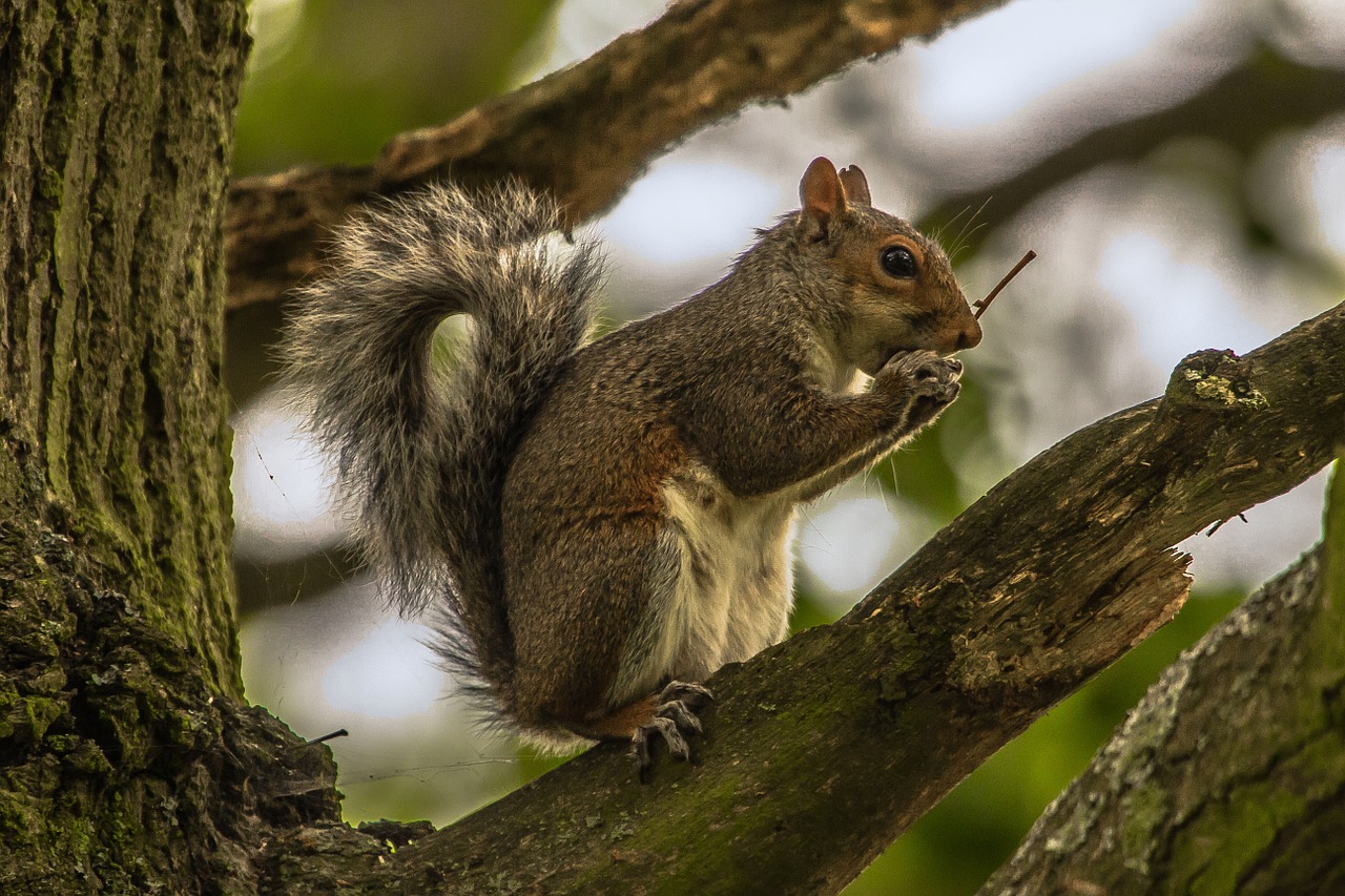 squirrel animal forest free photo