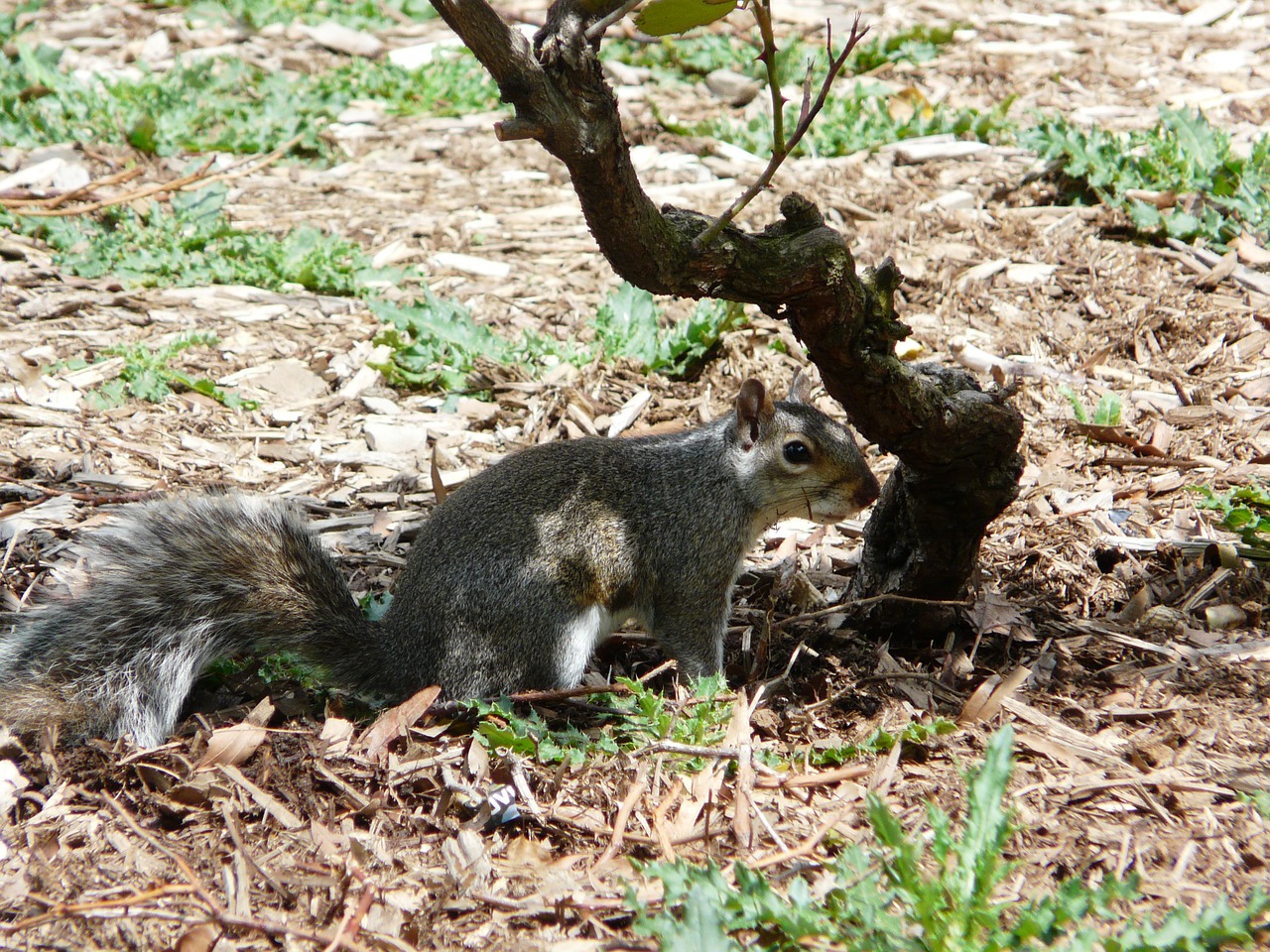squirrel new york central park free photo