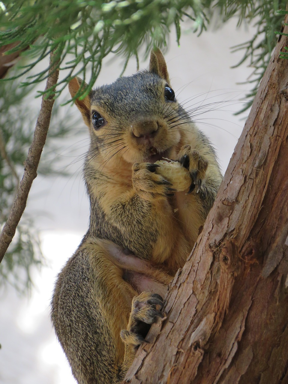 squirrel tree squirrel peanut free photo