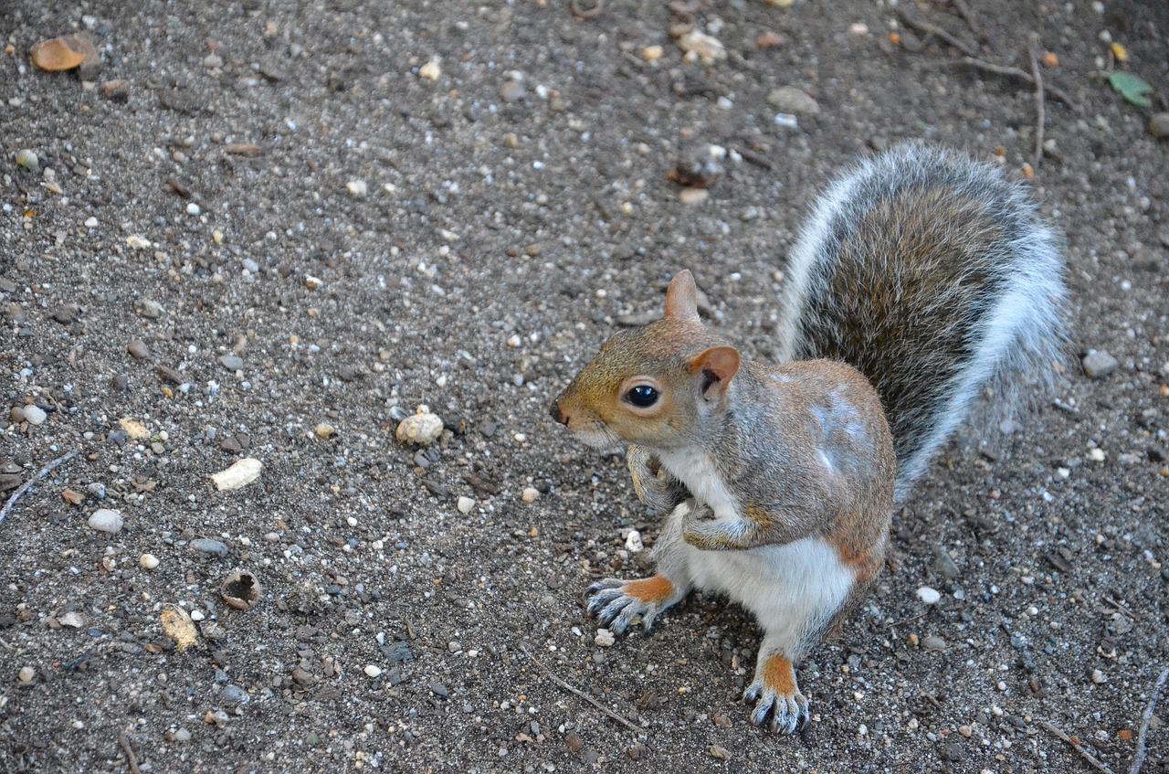 squirrel animal park free photo