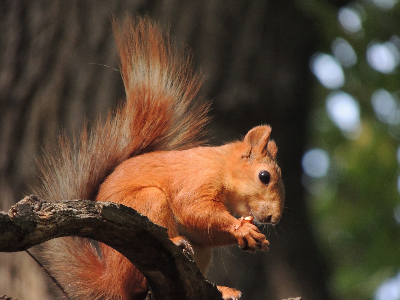 squirrel in the park rodent free photo