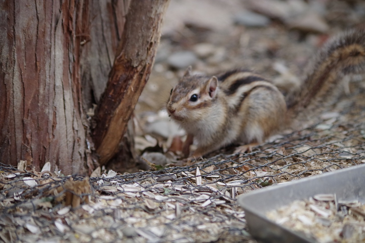 squirrel woods small animals free photo