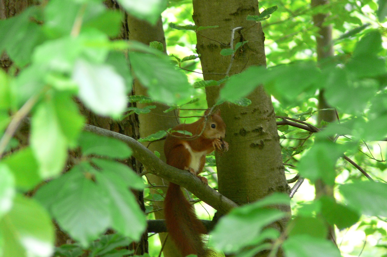 squirrel forest animals squirrel in the tree free photo