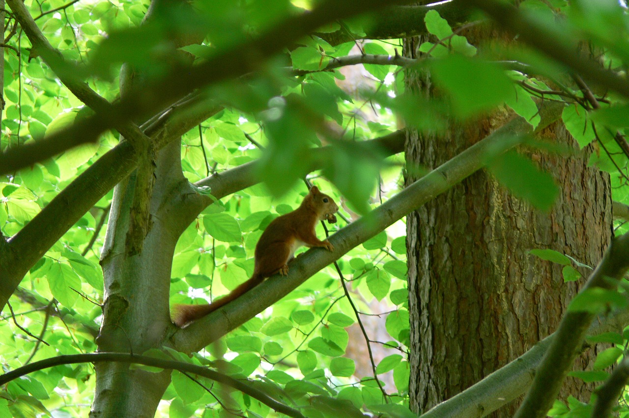 squirrel forest animals squirrel in the tree free photo