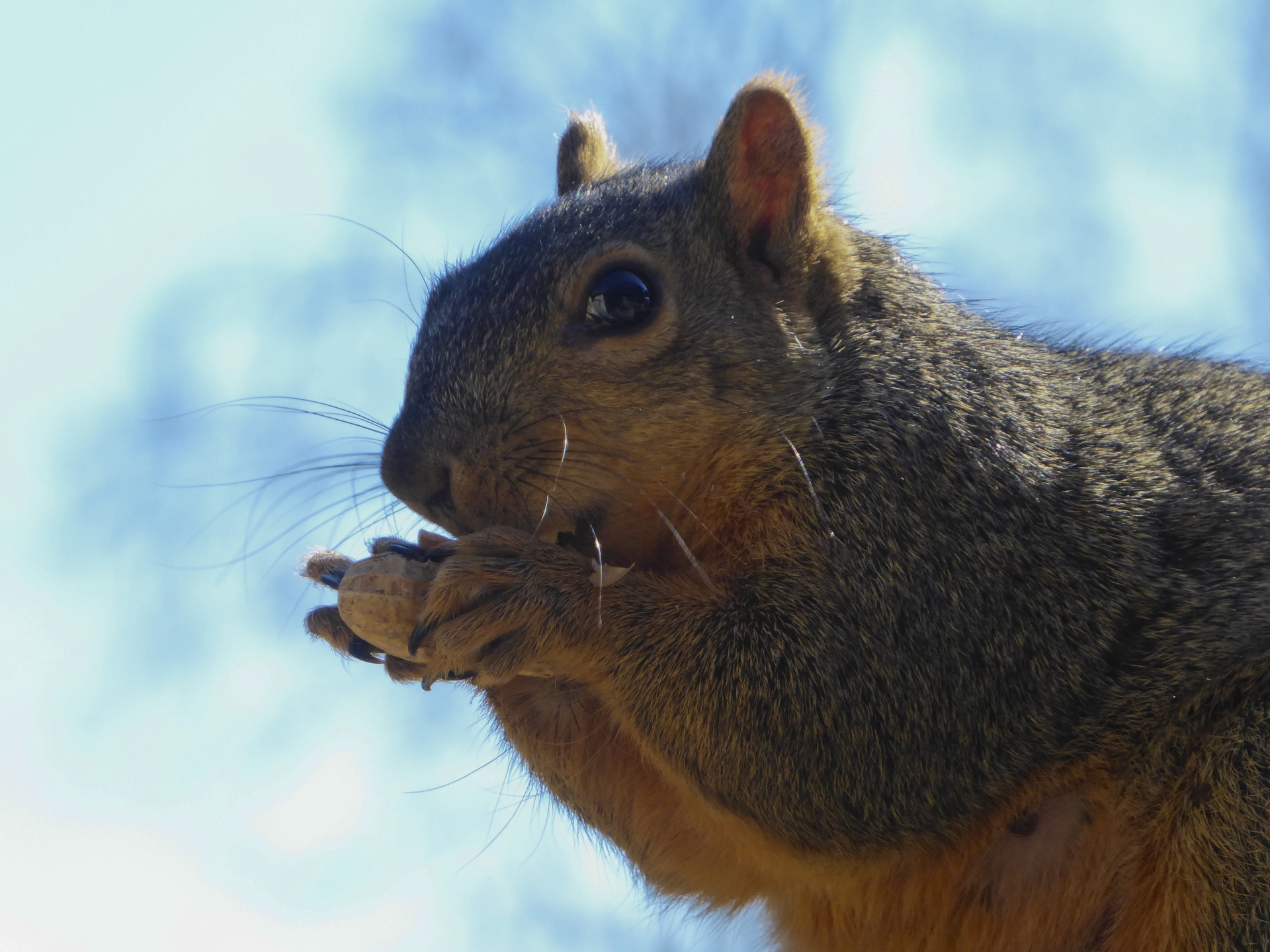 squirrel animal outside free photo
