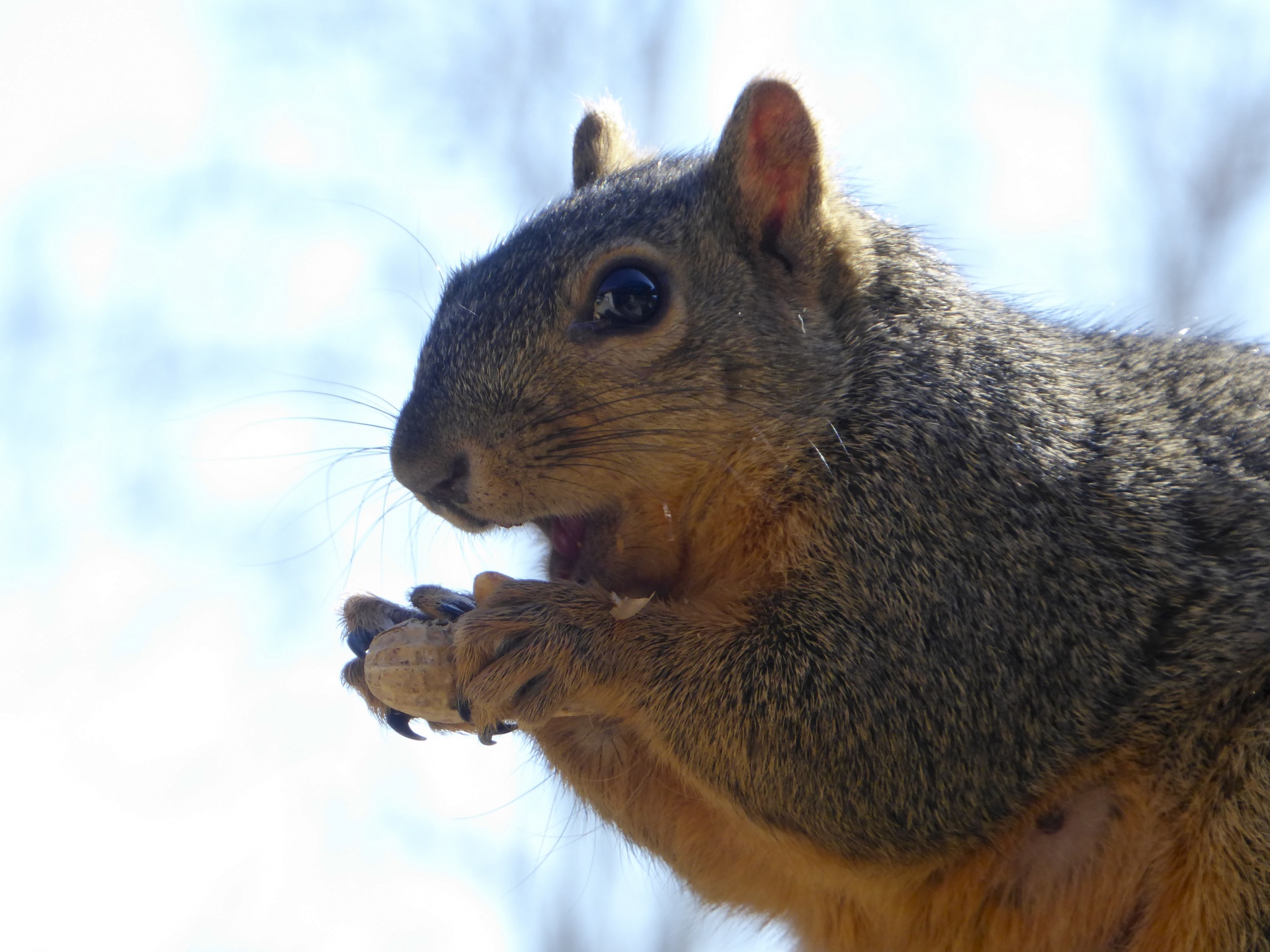 squirrel bite eating free photo