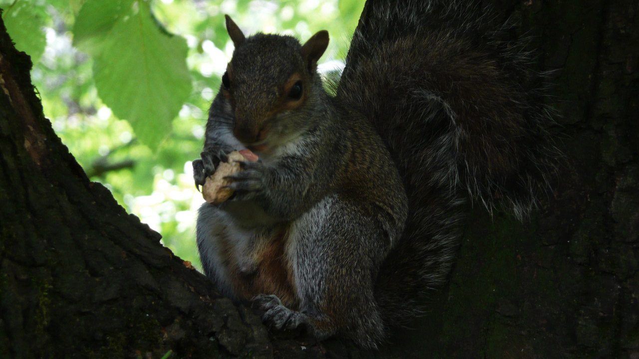 squirrel nuts tree free photo
