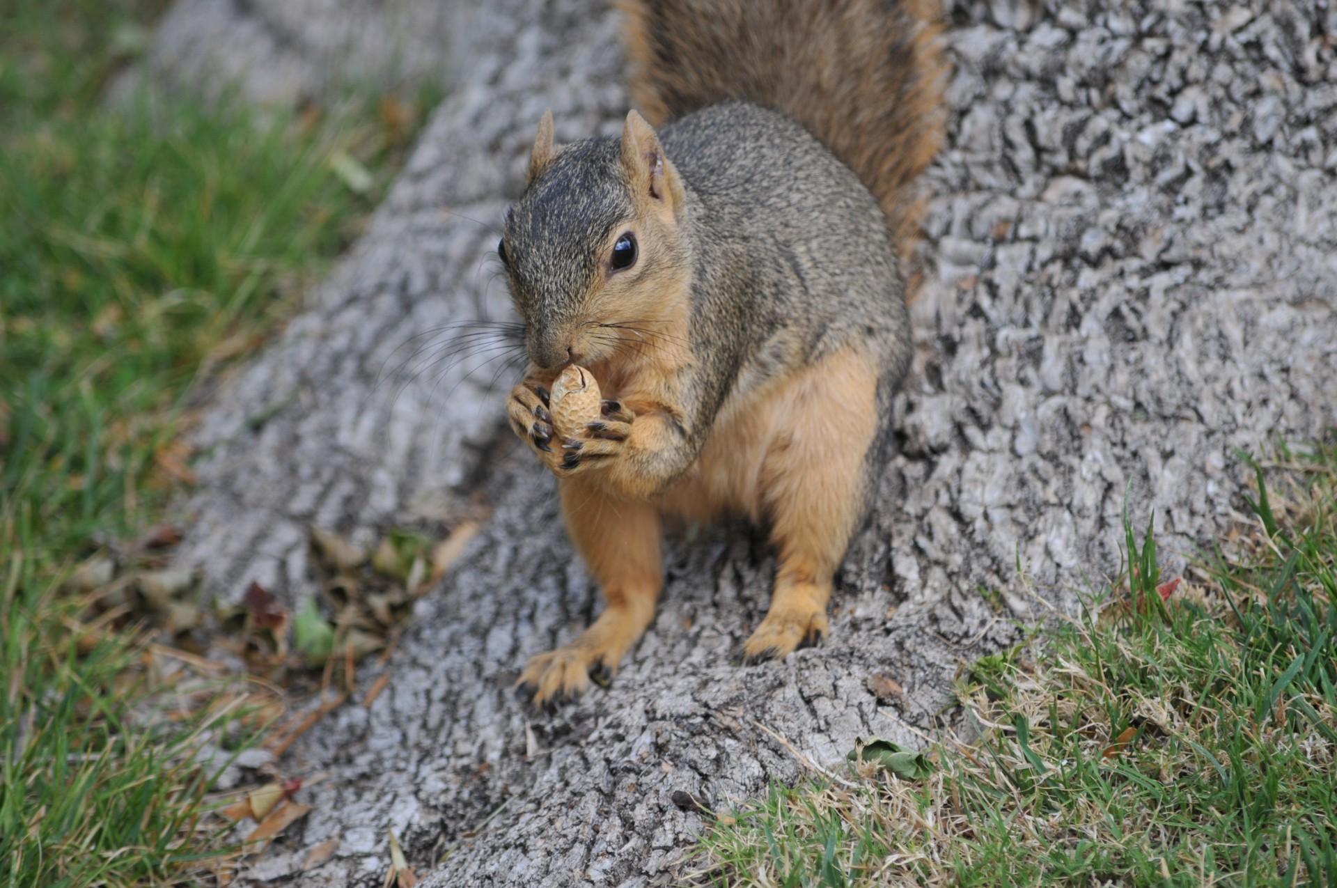 squirrel animal wild animal free photo