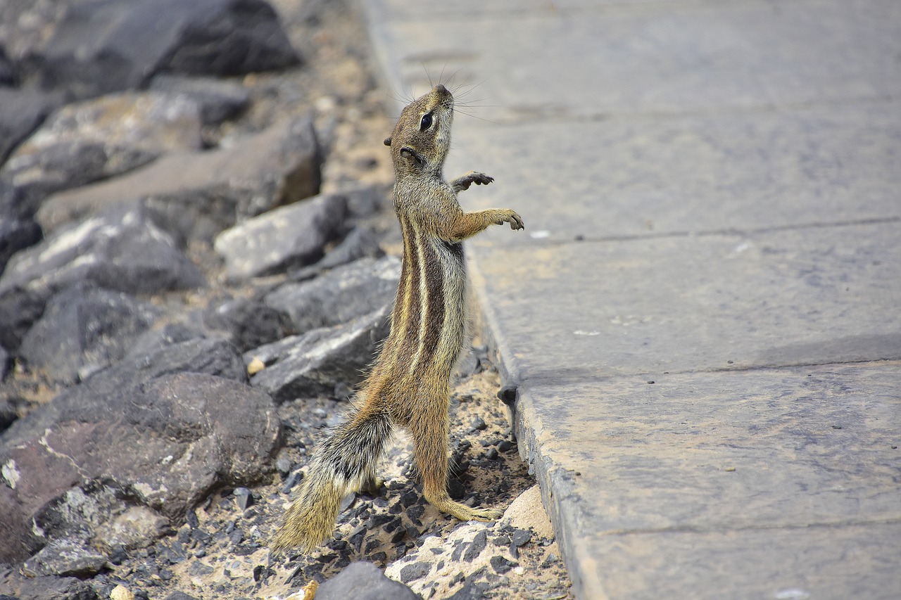 squirrel barbary  fuerteventura  rodent free photo