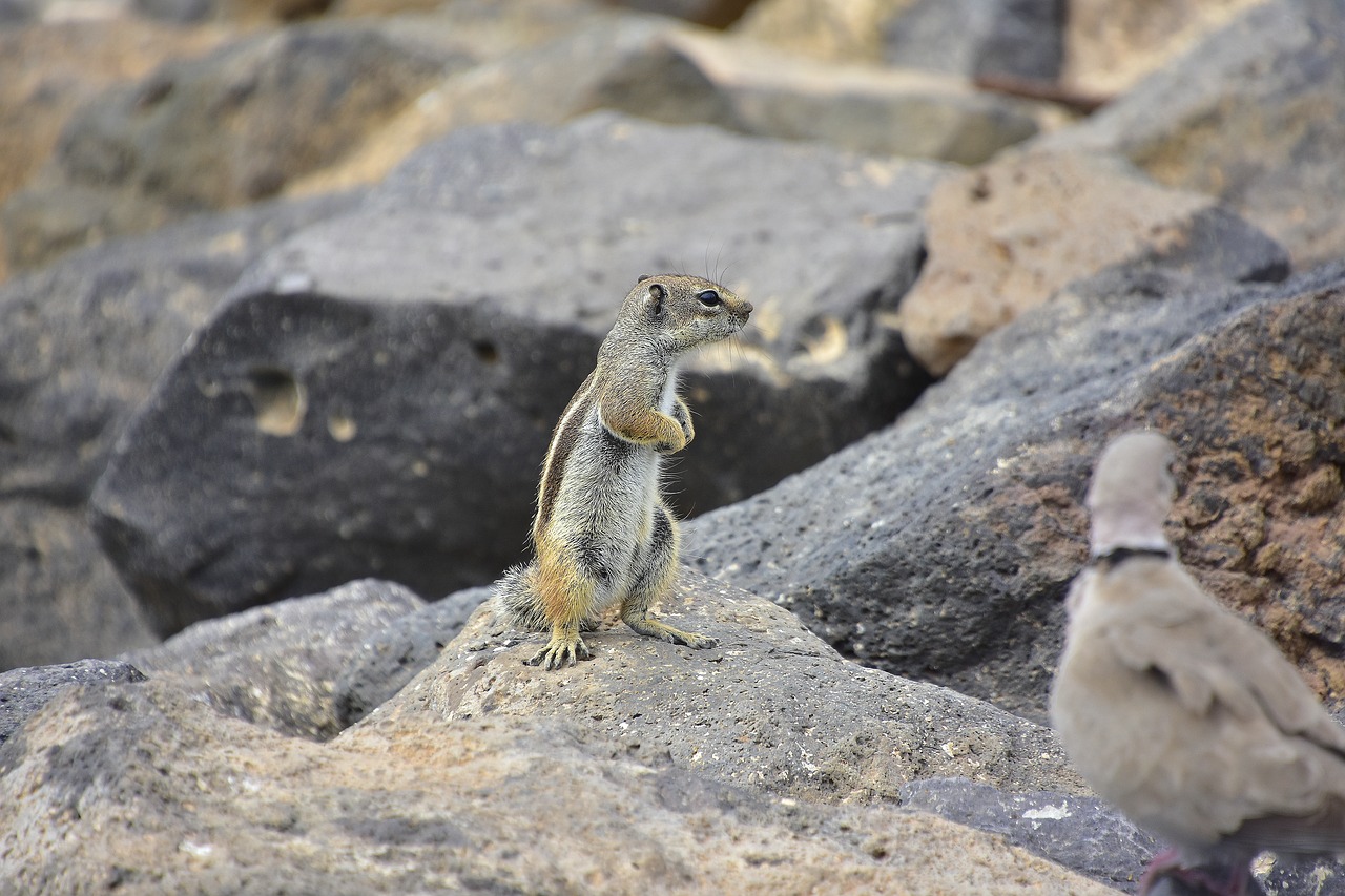 squirrel barbary  fuerteventura  rodent free photo