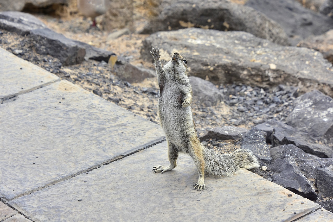 squirrel barbary  fuerteventura  rodent free photo