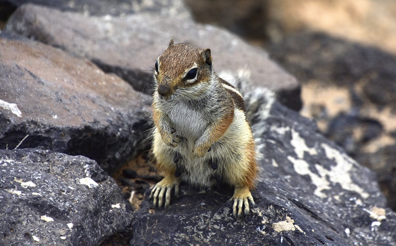 squirrel barbary  rodents  fuerteventura free photo
