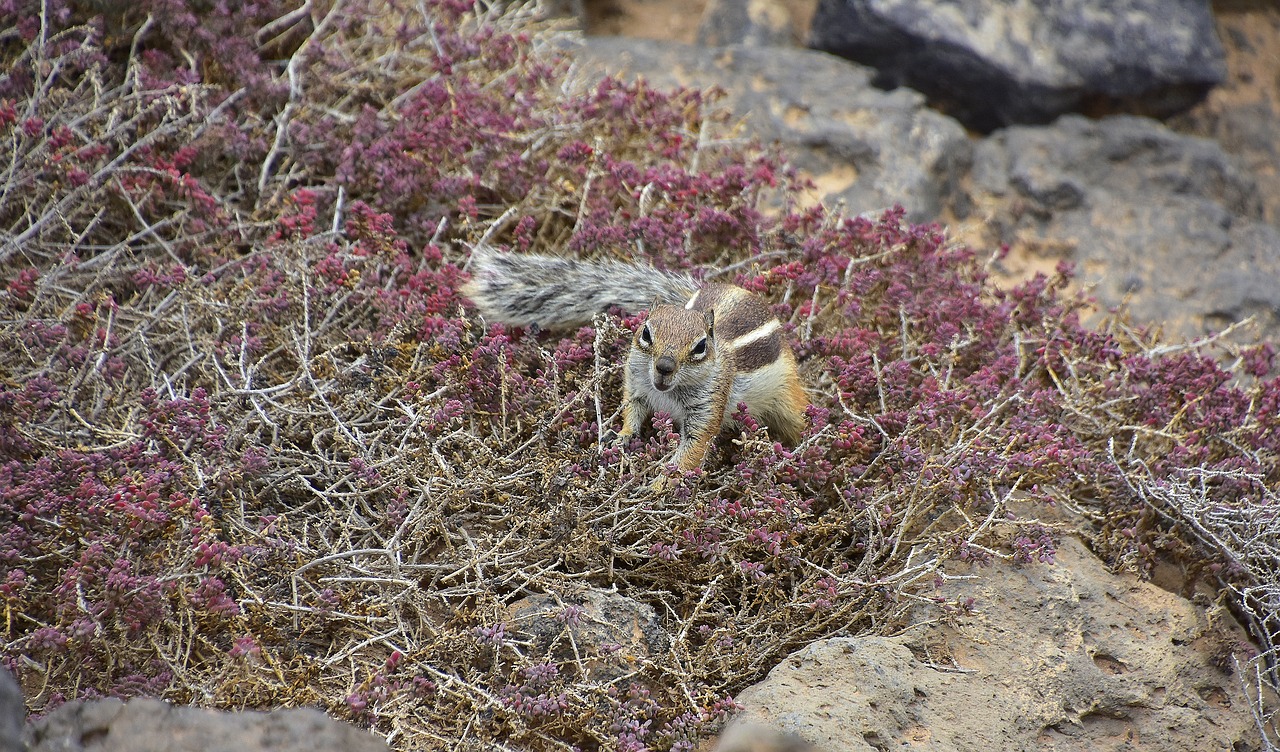 squirrel barbary  fuerteventura  rodent free photo