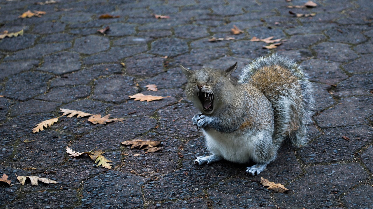 squirrel-cat yawn foot free photo