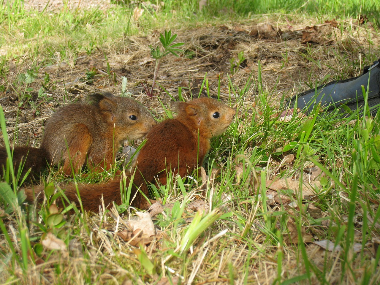 squirrel children garden shoe free photo