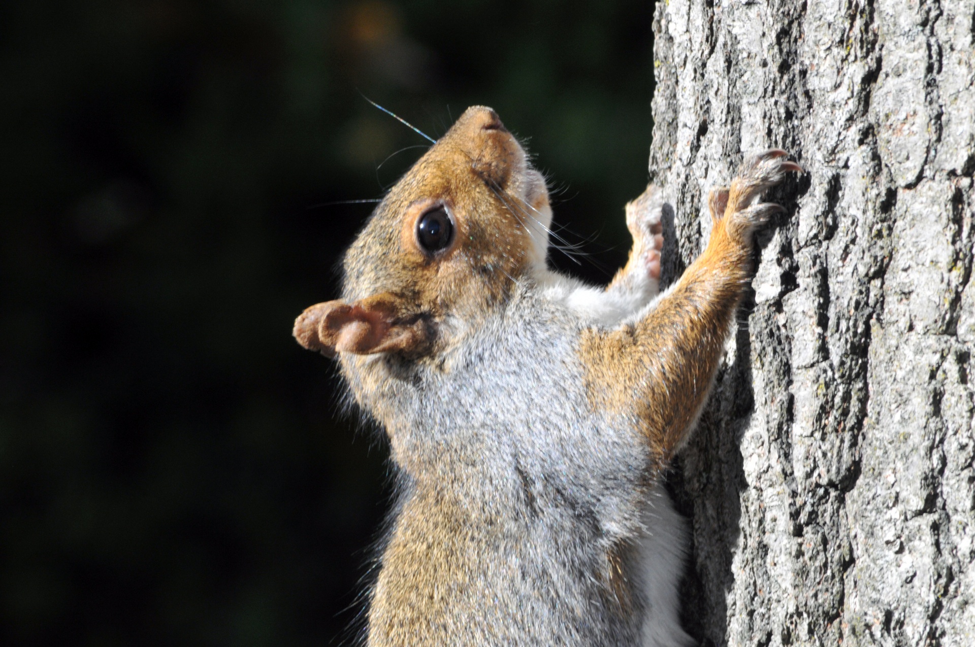 squirrel squirrels climbing free photo