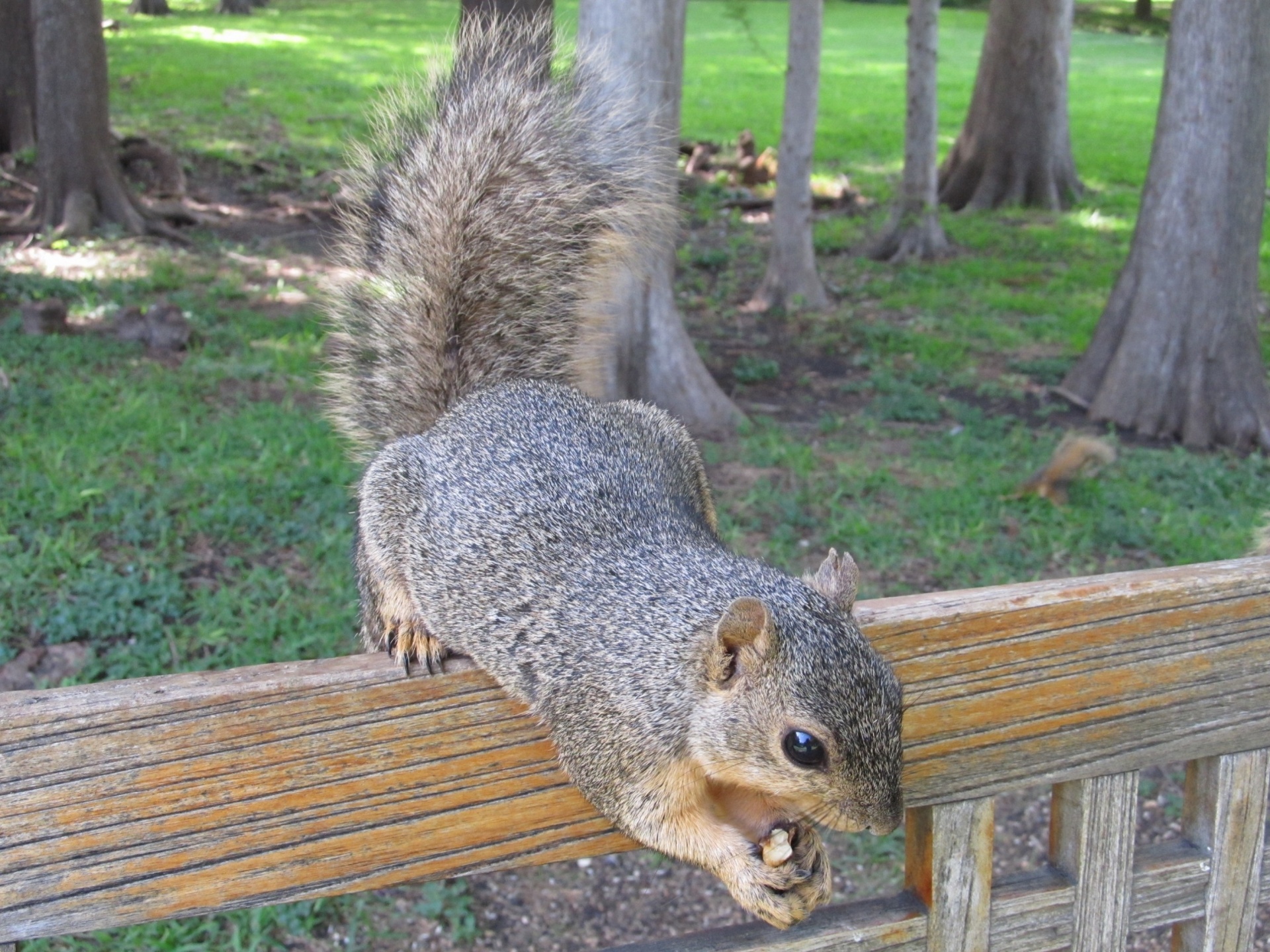squirrel nut bench free photo