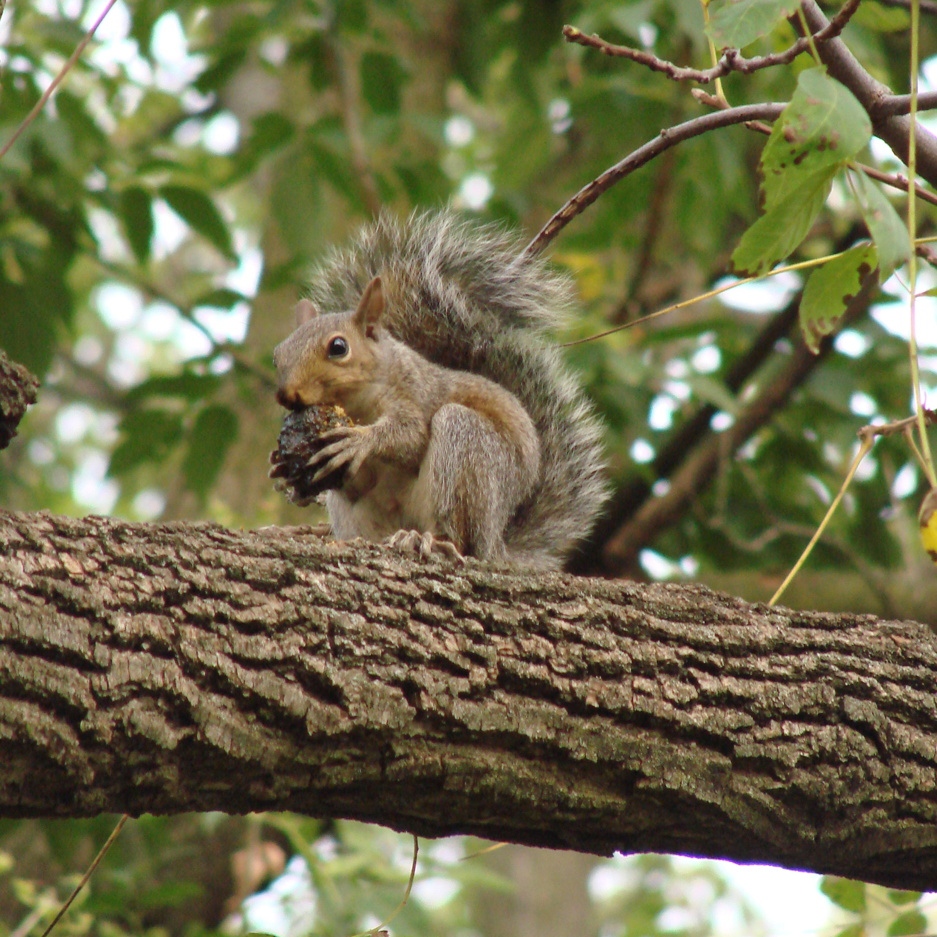squirrel eating tree free photo