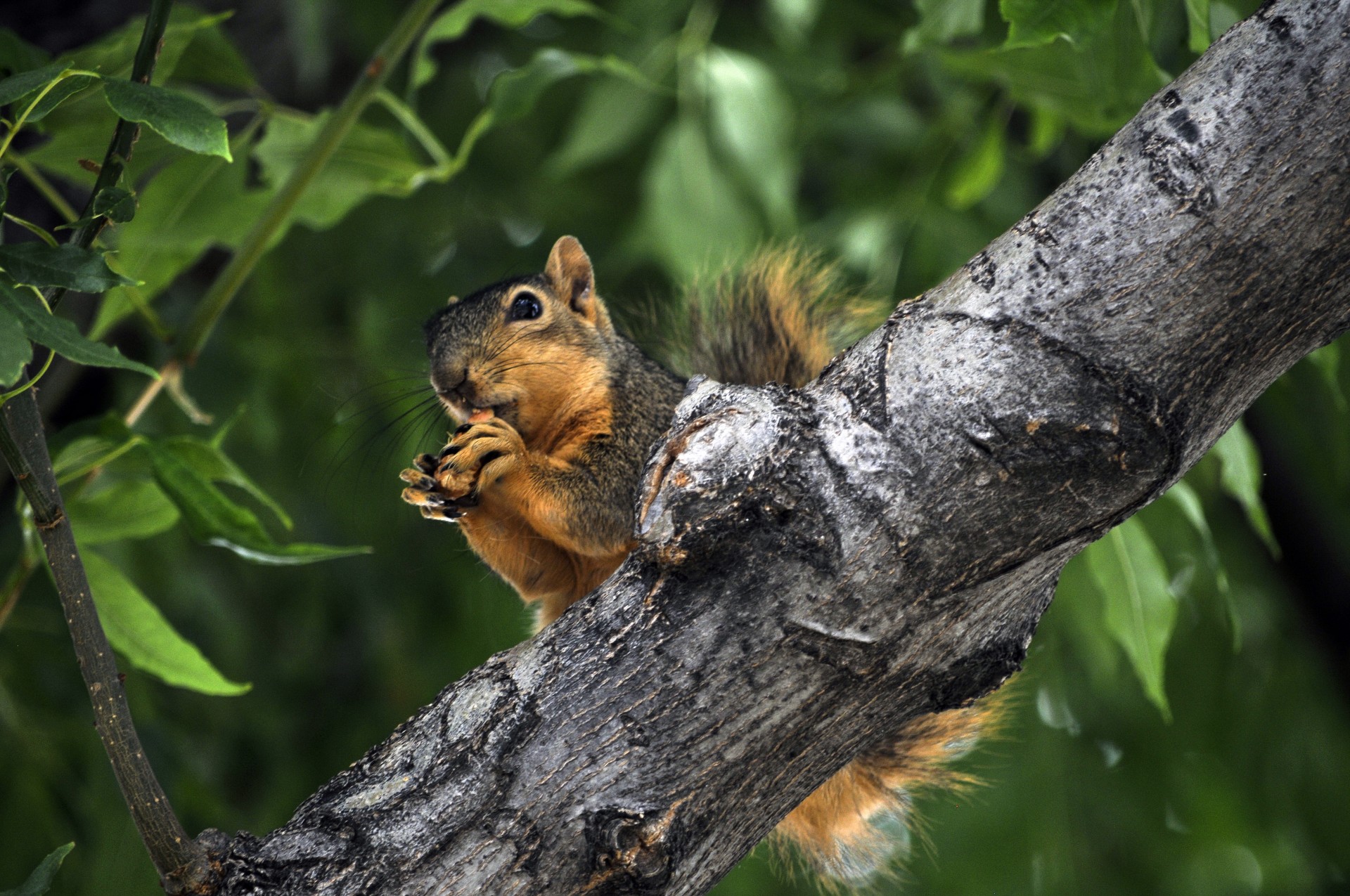 squirrel animal rodent free photo