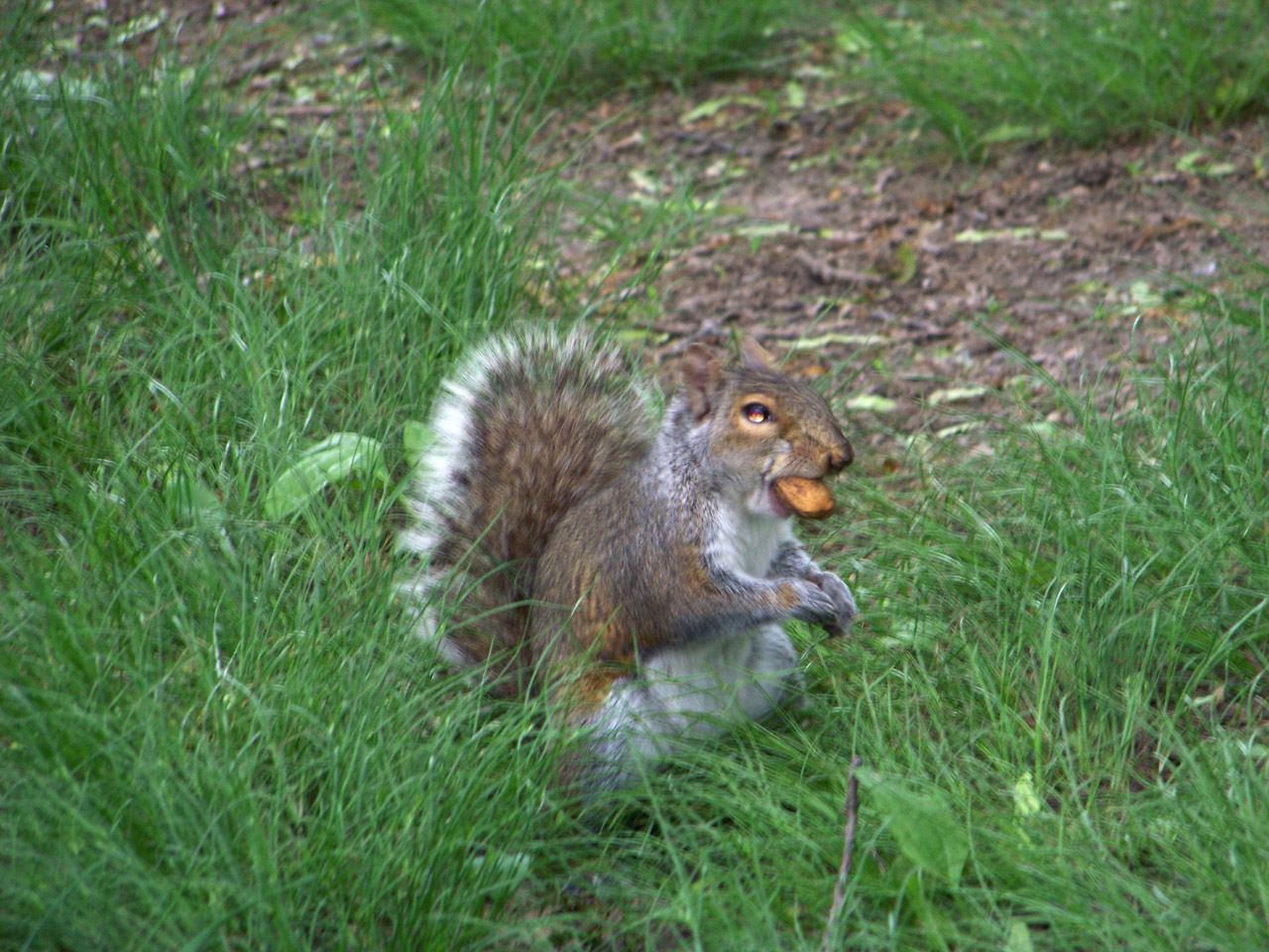 squirrel nut park free photo