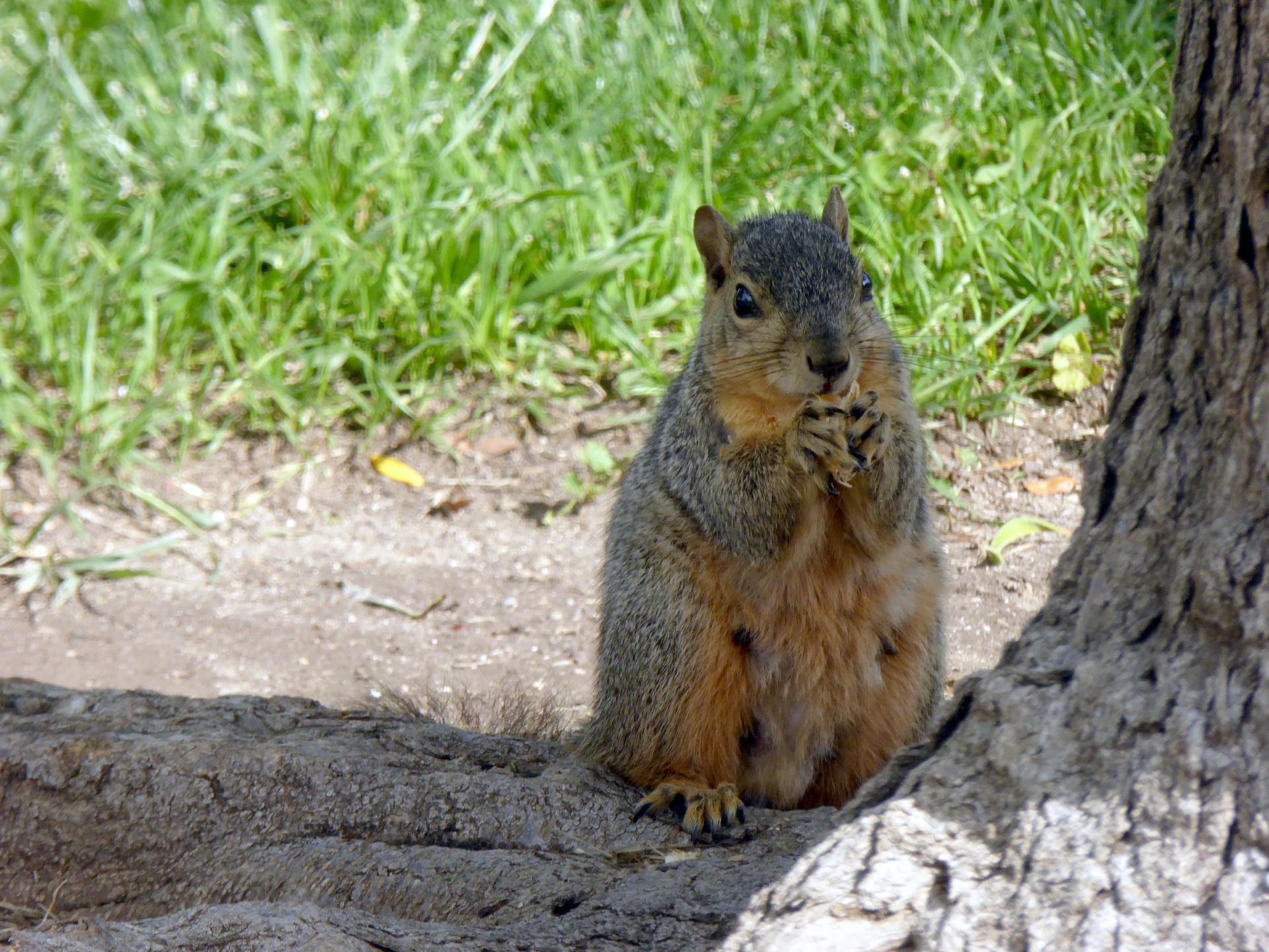 squirrel rodent squirrels free photo