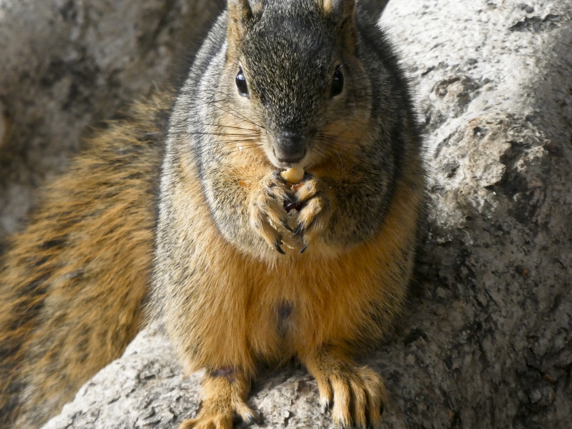 squirrel squirrels animal free photo