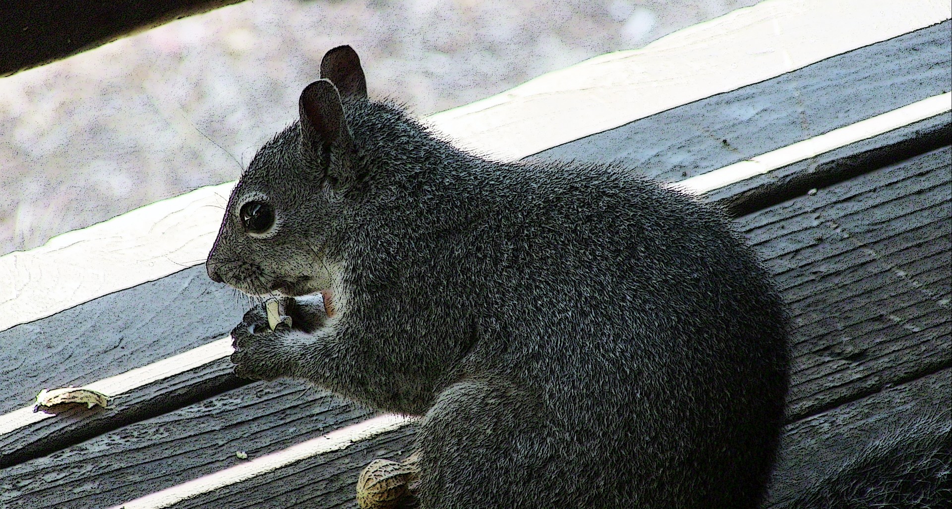 squirrel rodent animal free photo