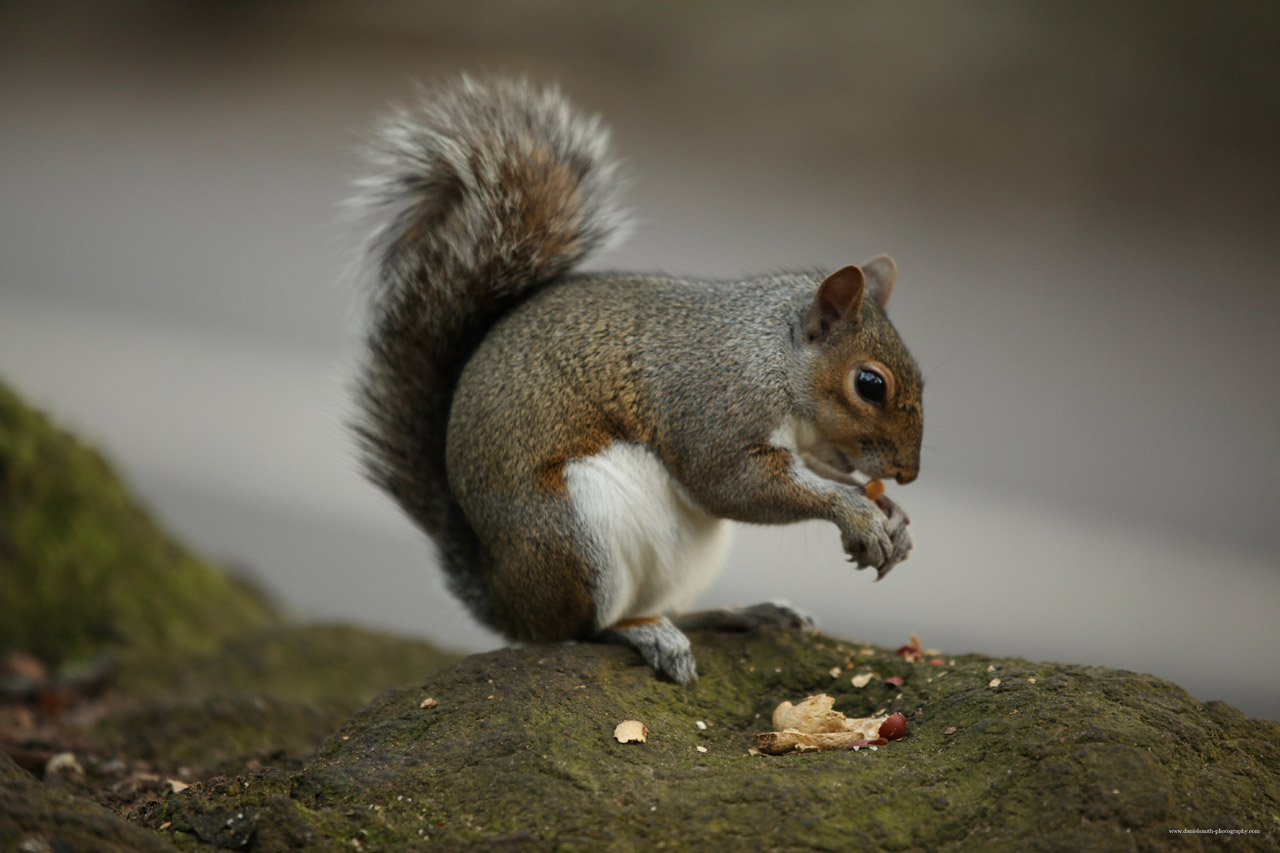 squirrel nut tree free photo