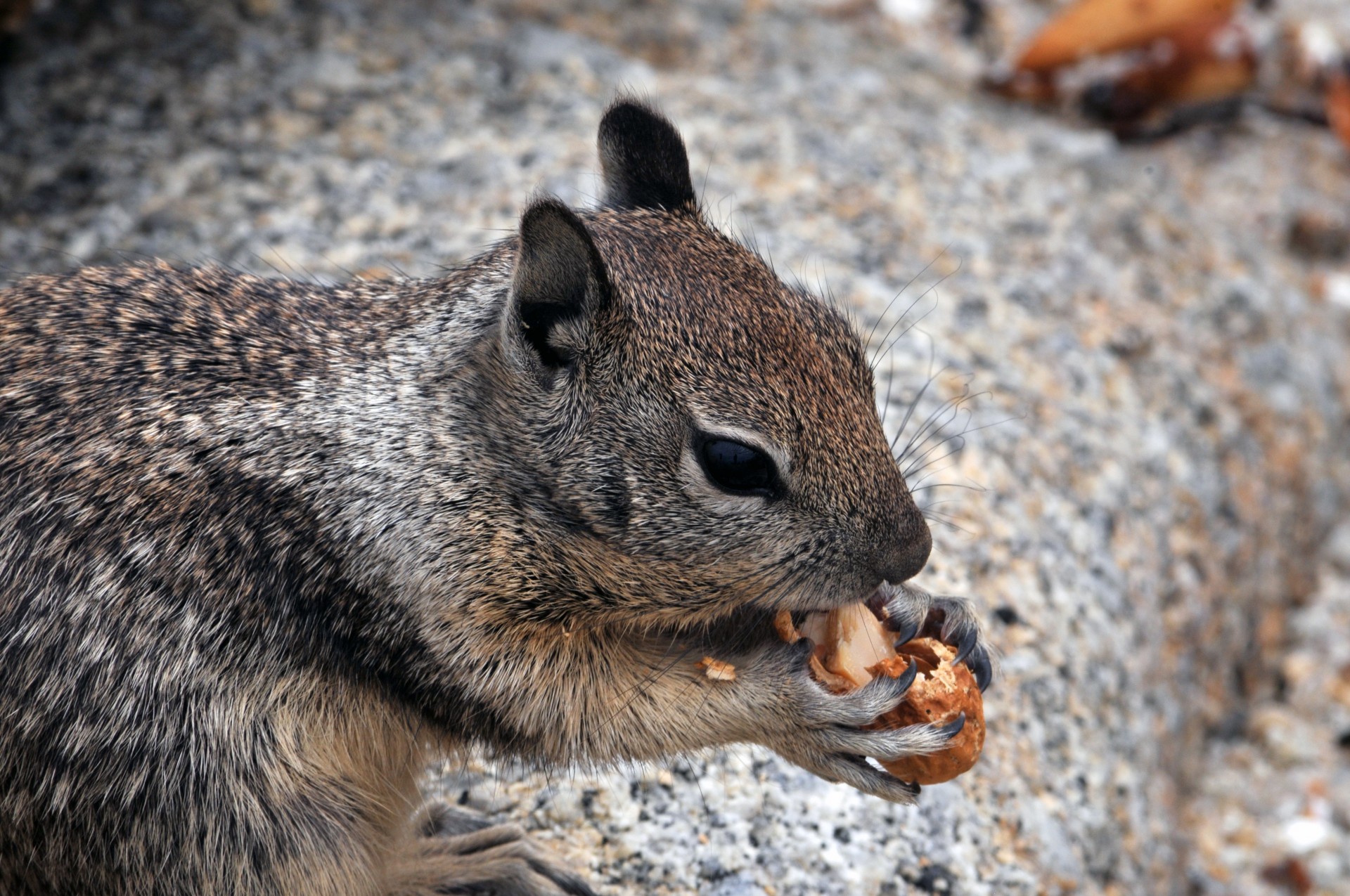squirrel rodent eating free photo