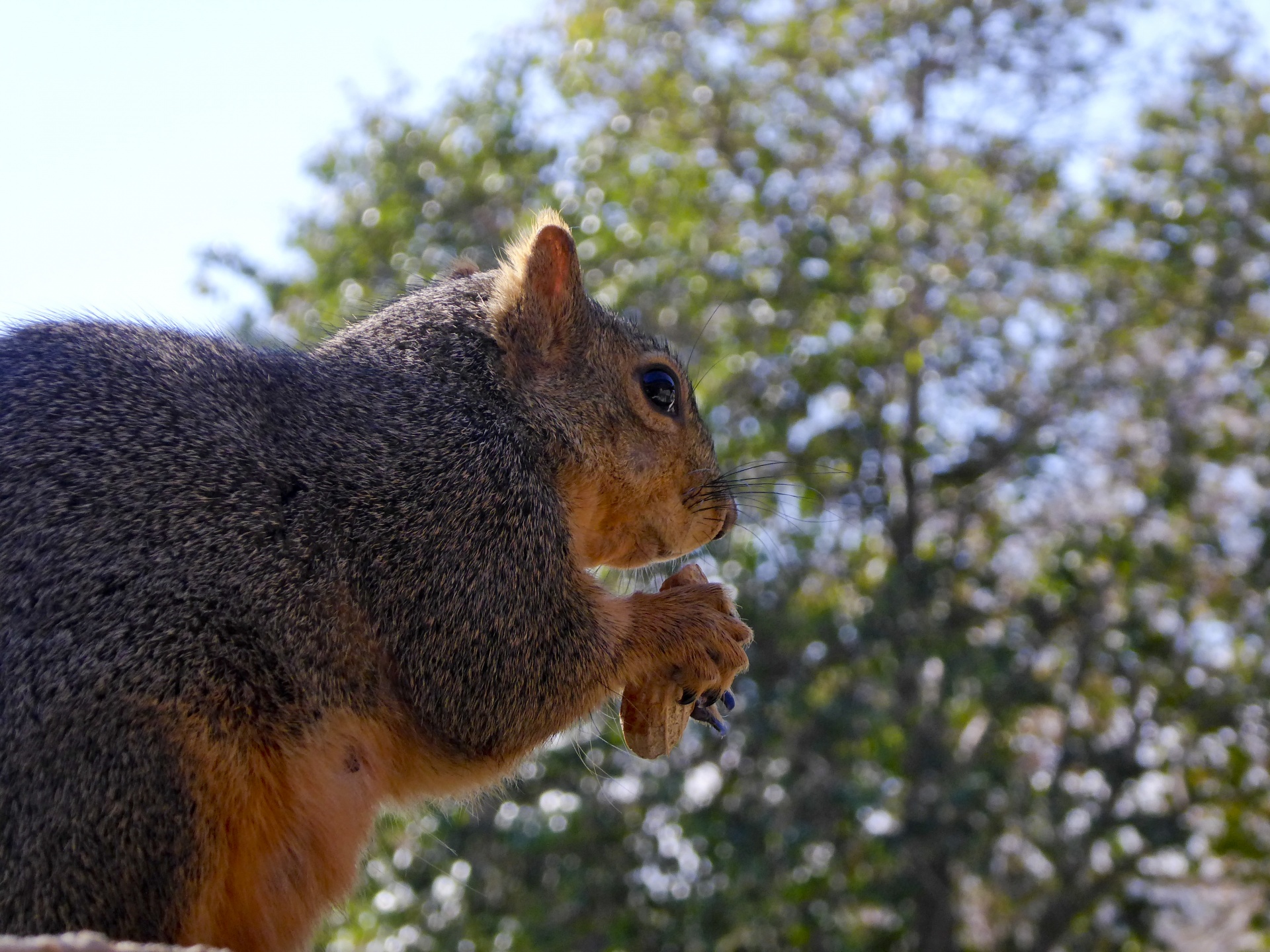 squirrel animal outside free photo