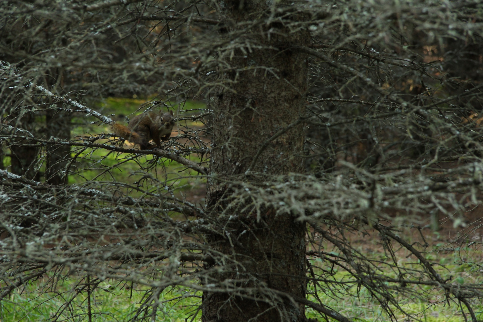 squirrel tree forest free photo