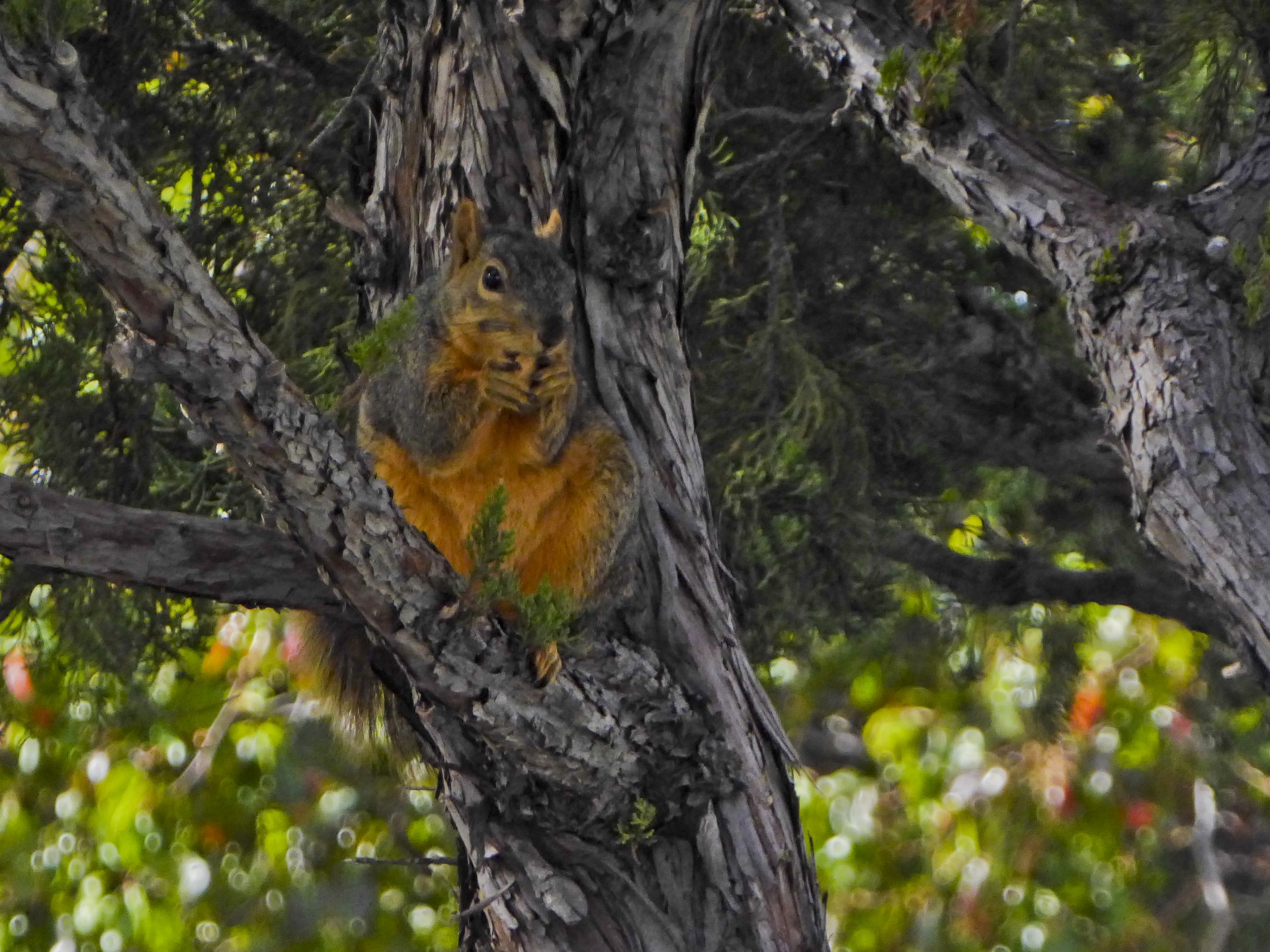 squirrel nuts eating free photo