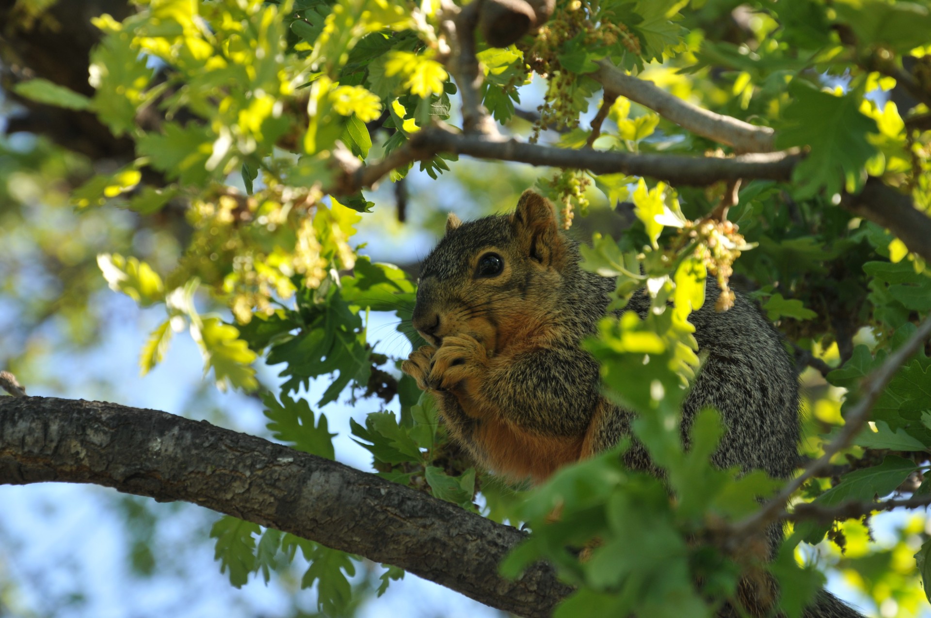 squirrel animal rodent free photo