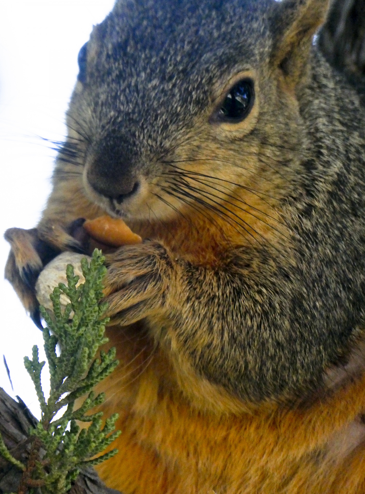 squirrel squirrels animal free photo