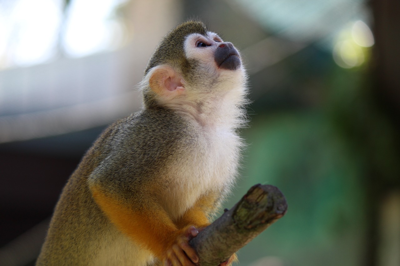 squirrel monkey monkey capuchin-like free photo