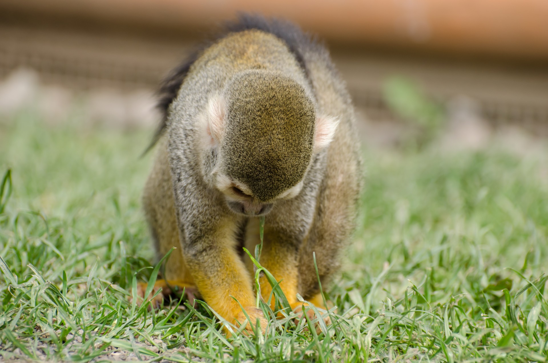 monkey amazon squirrel free photo