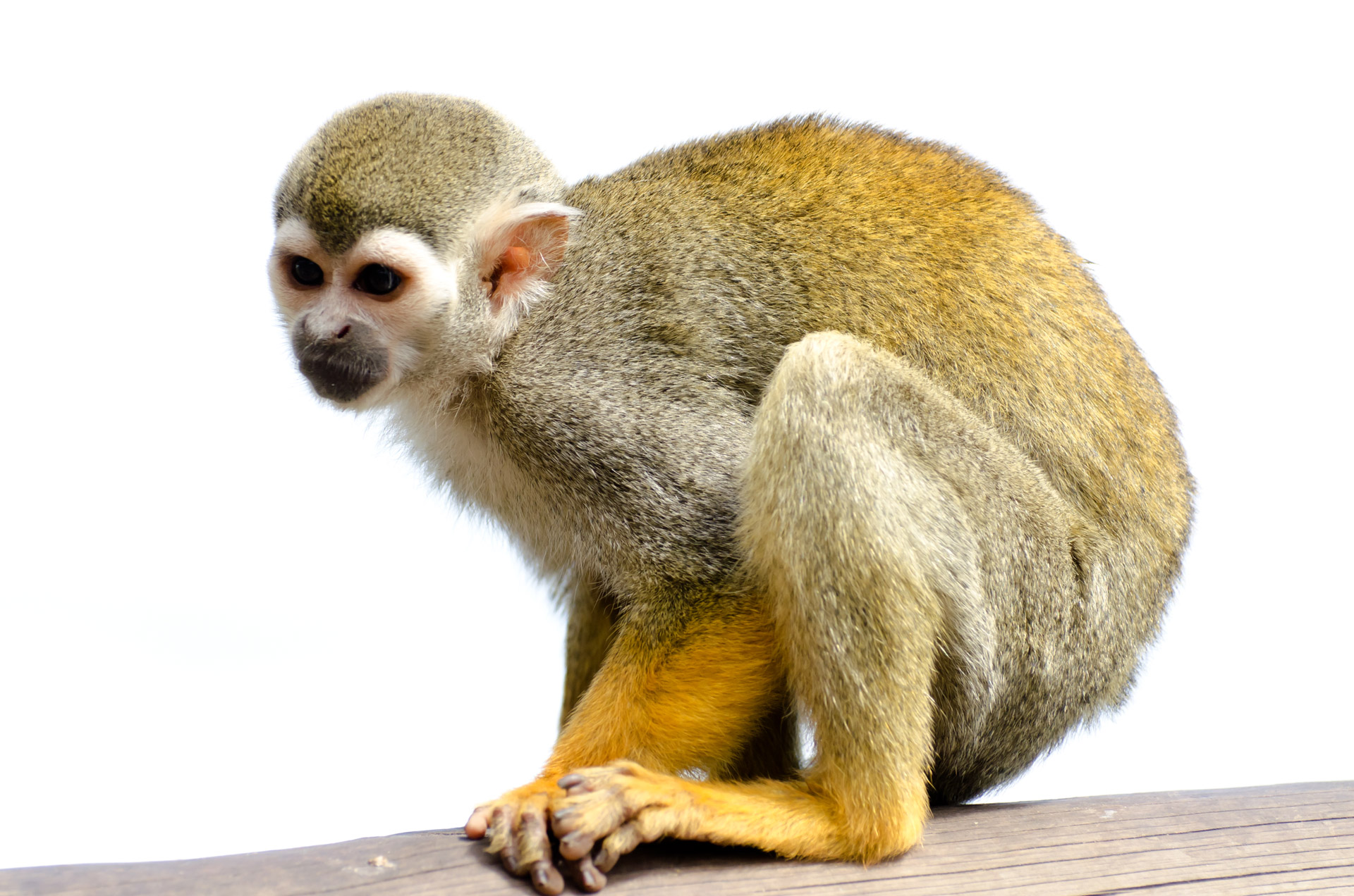 monkey amazon squirrel free photo