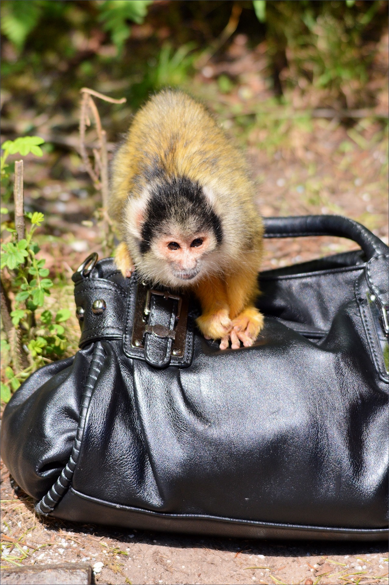 monkeys apes squirrel monkey free photo