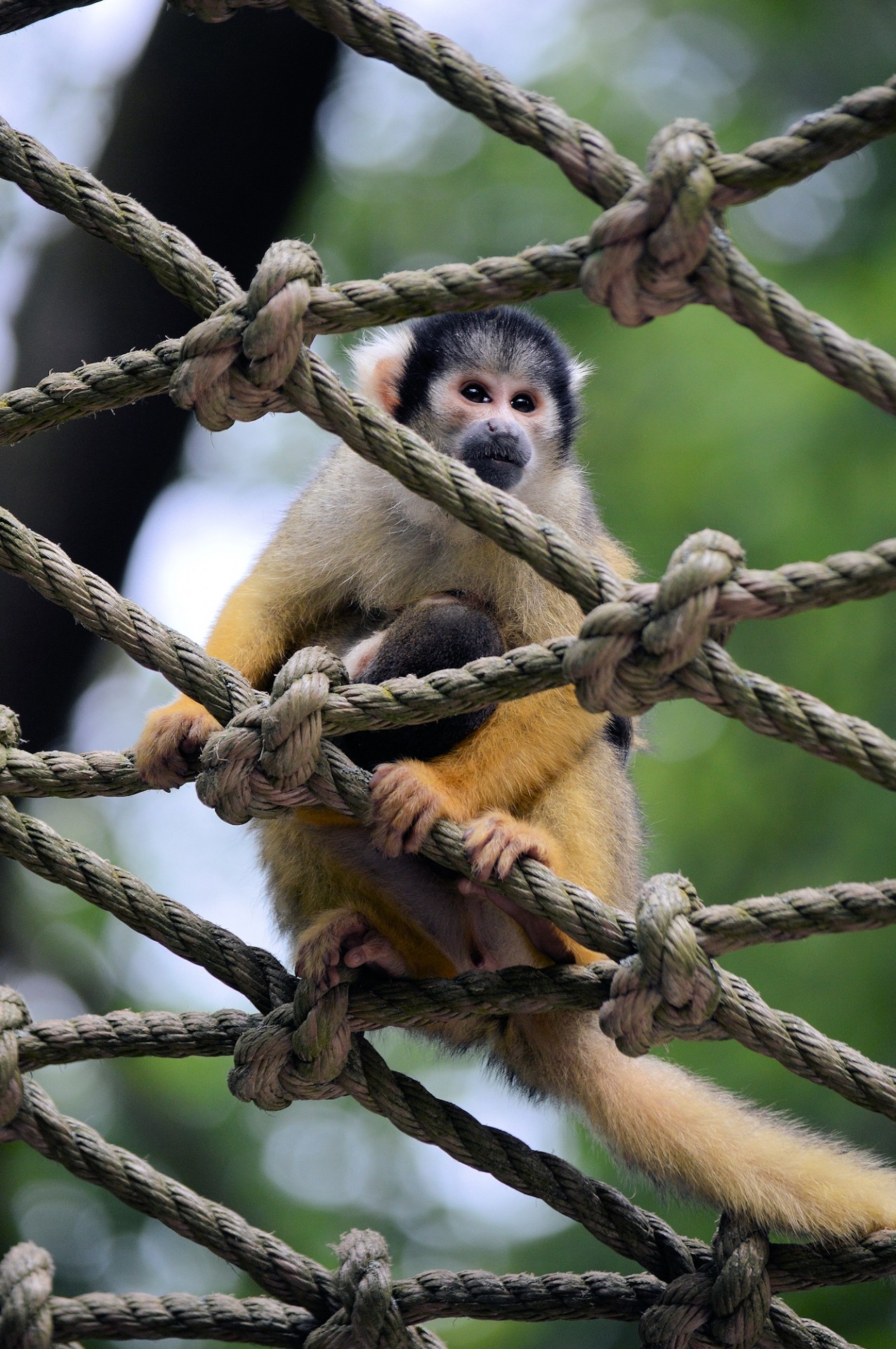 monkeys apes squirrel monkey free photo