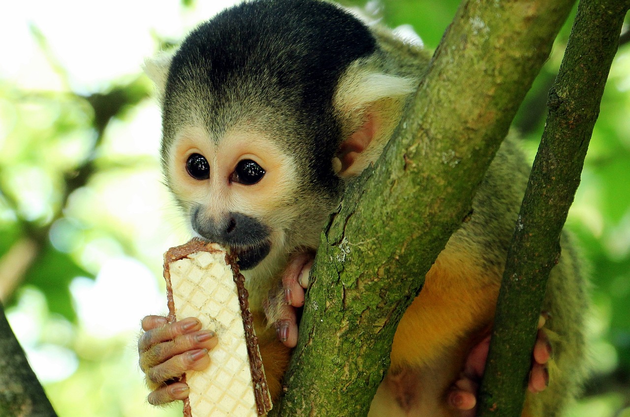 squirrel monkey monkey äffchen free photo