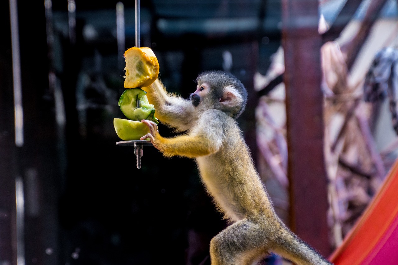 squirrel monkey monkey äffchen free photo