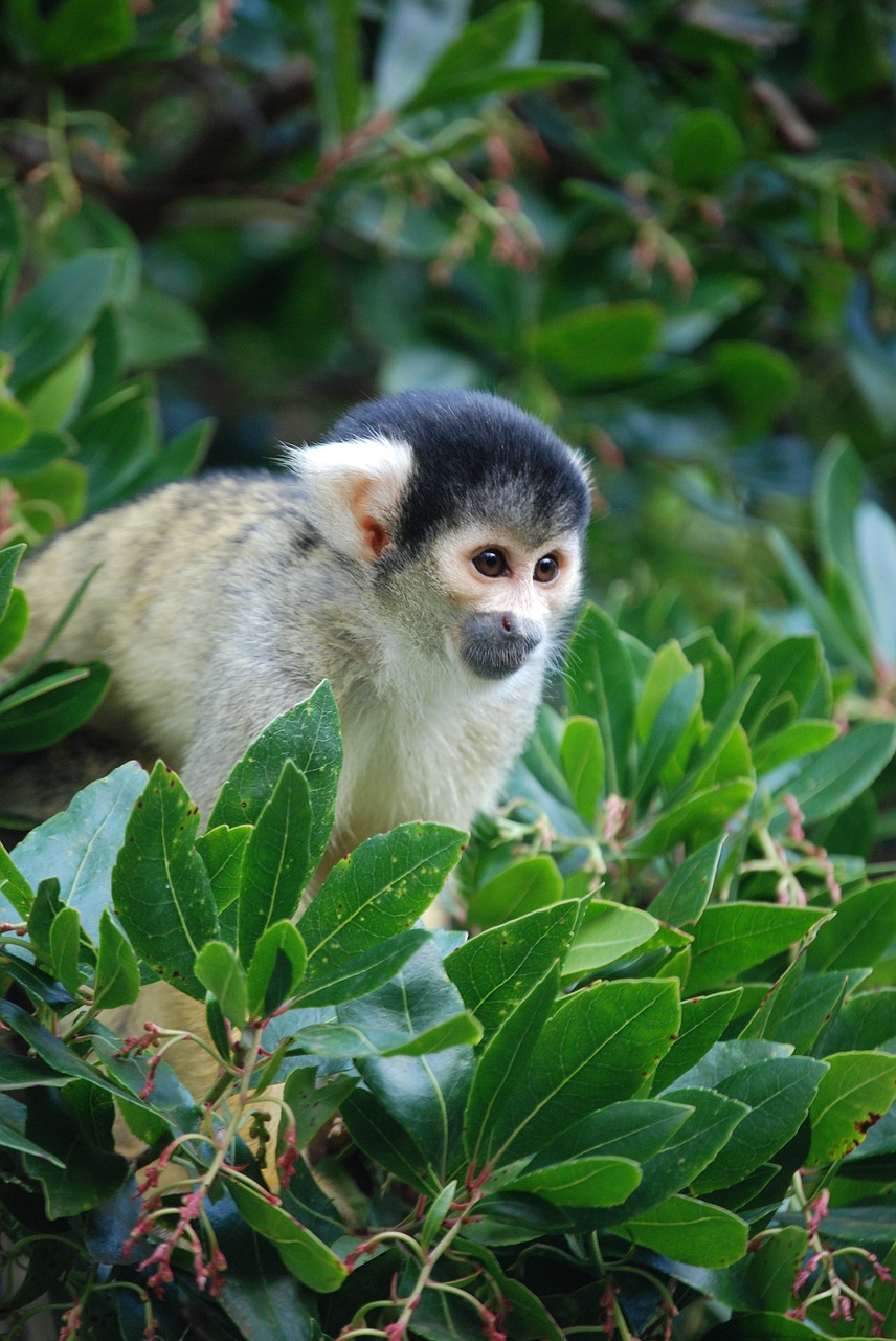 squirrel monkey saimiri eyes free photo