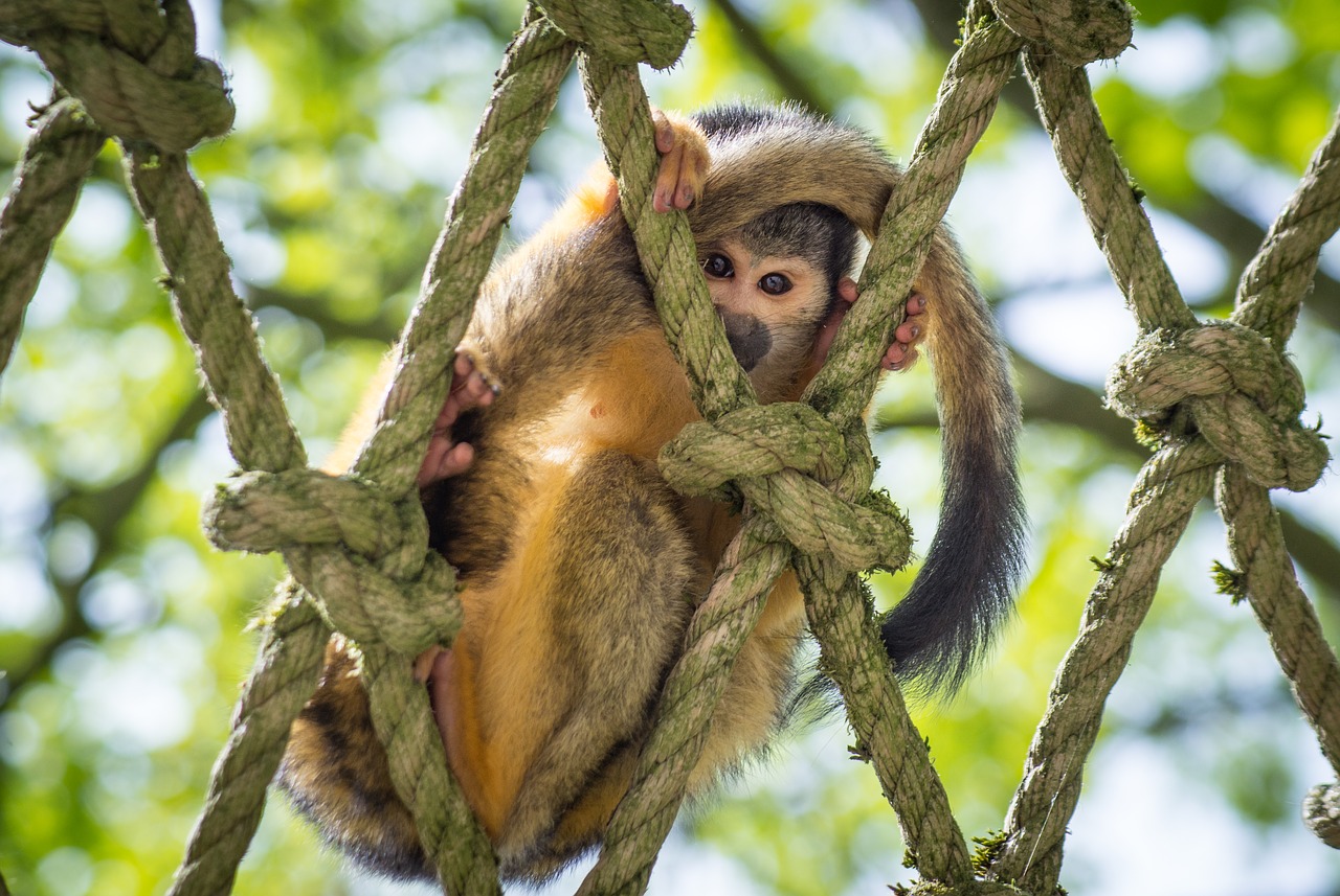 squirrel monkey  curious  looking free photo