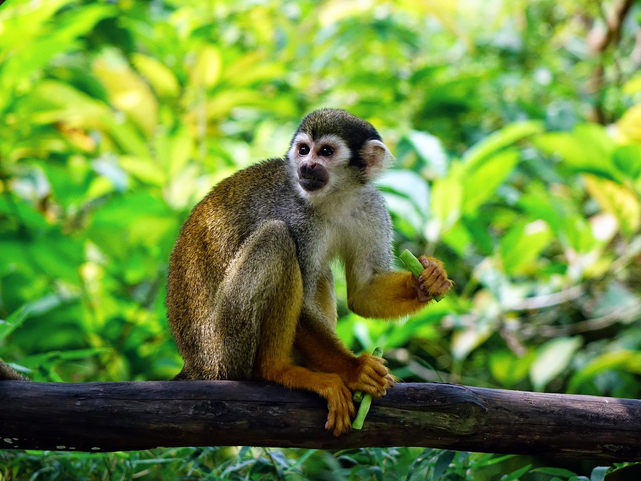 squirrel monkey monkey climb free photo