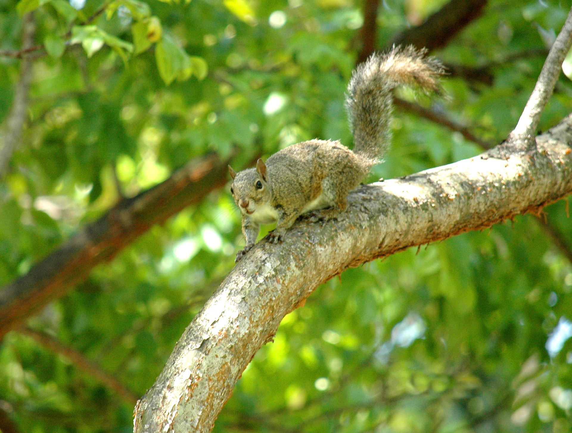 squirrel tree branch branch free photo