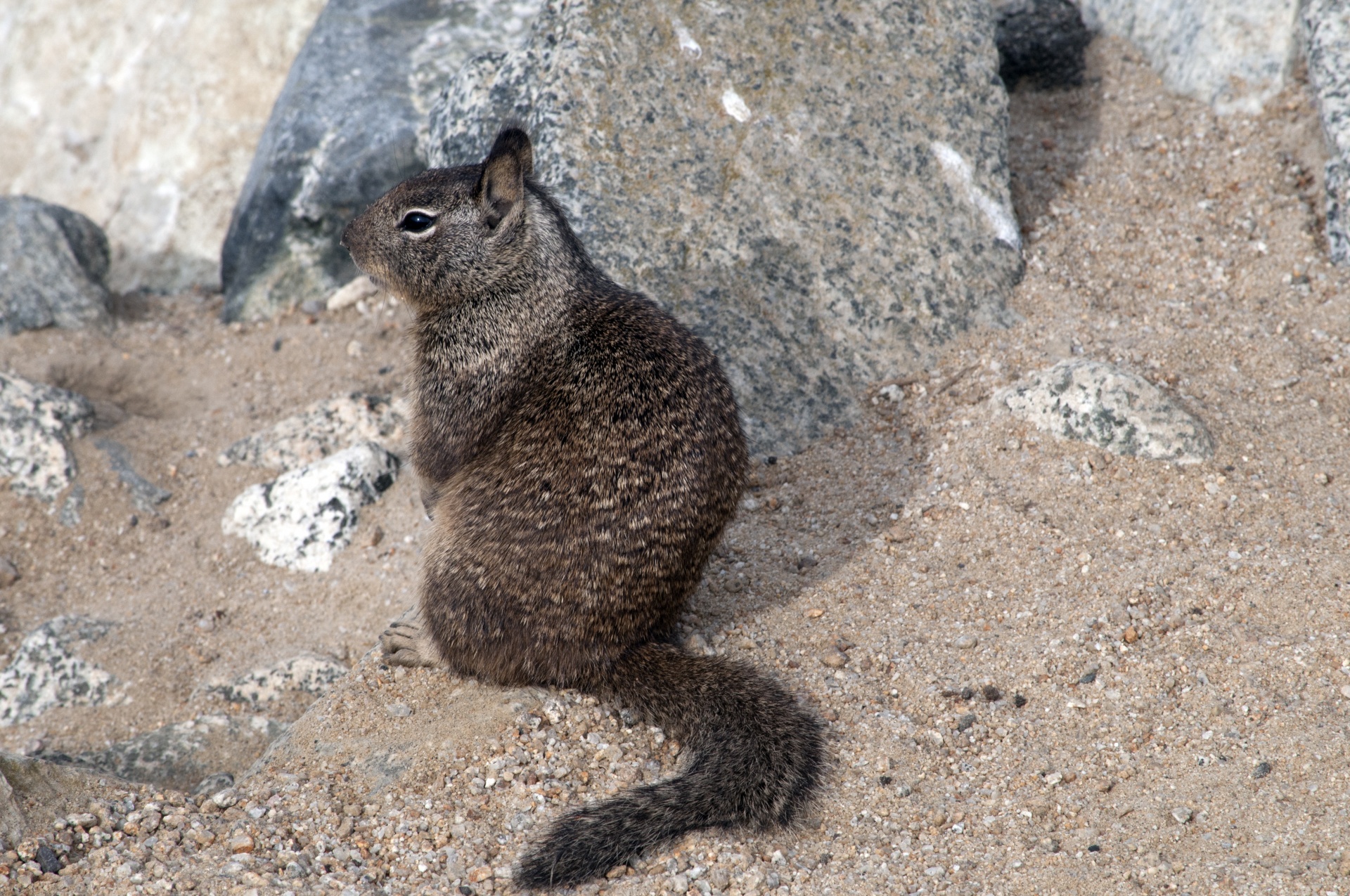 squirrel rodent rock free photo