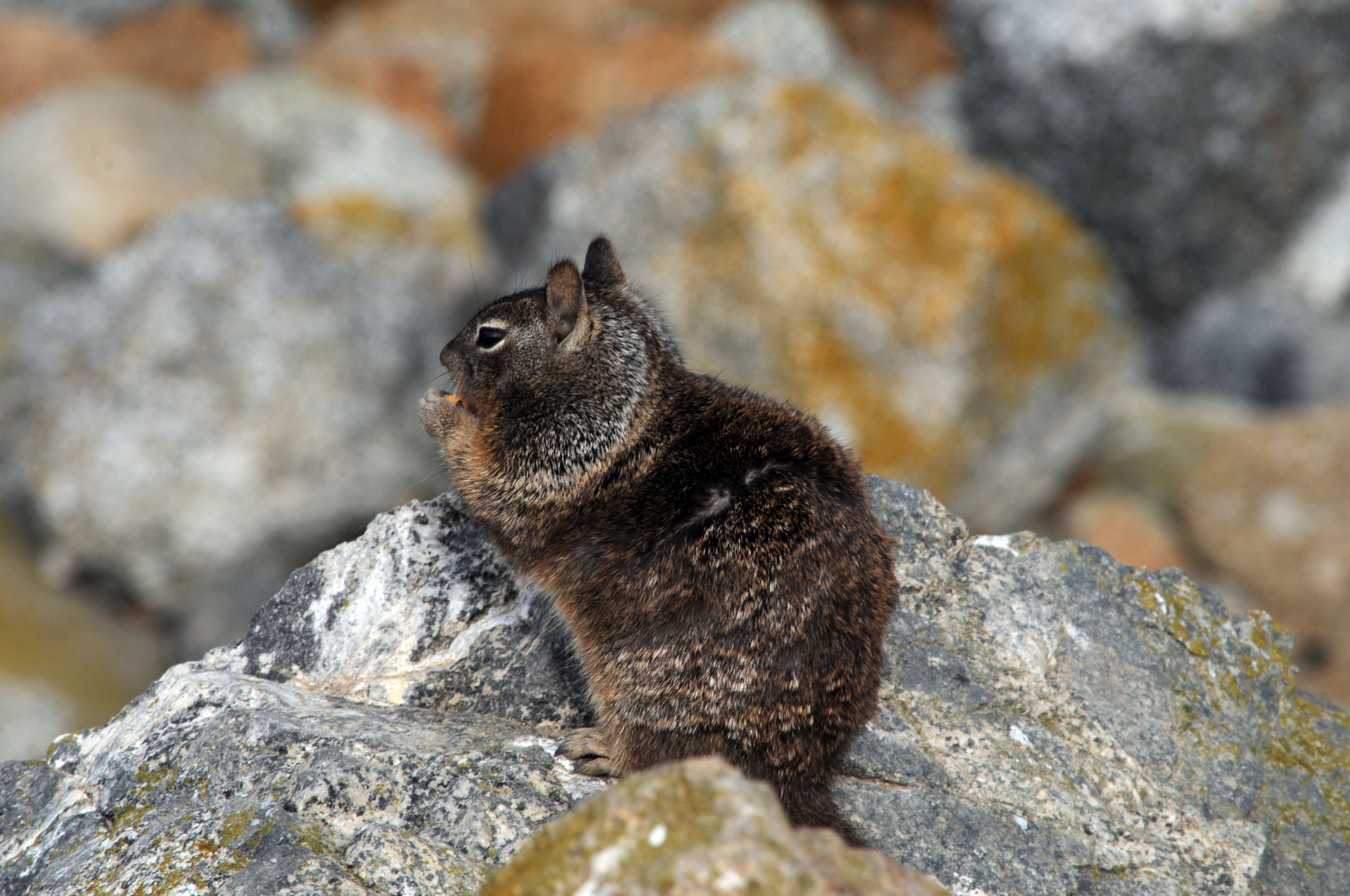 squirrel rodent rock free photo