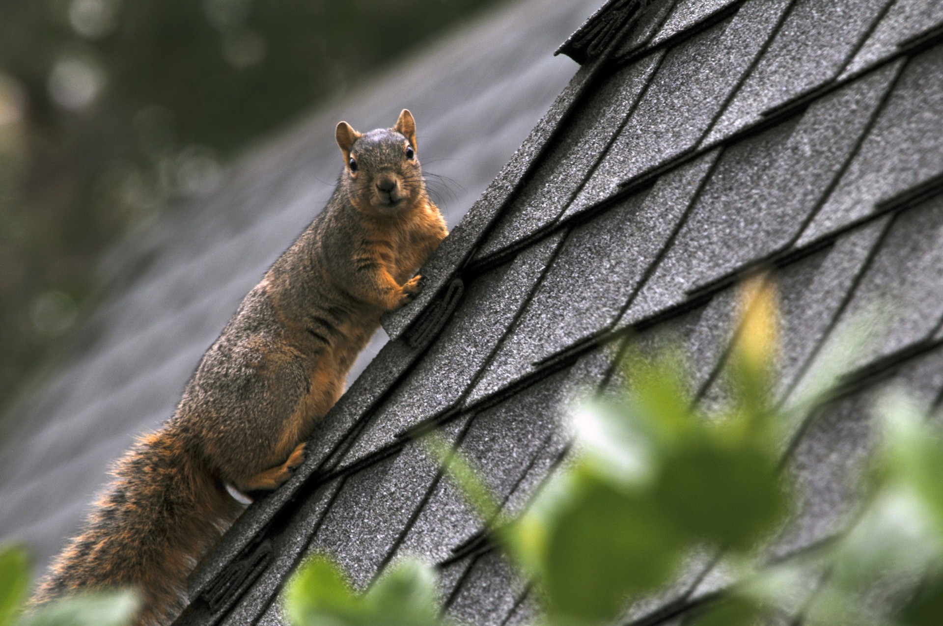 squirrel animal rodent free photo